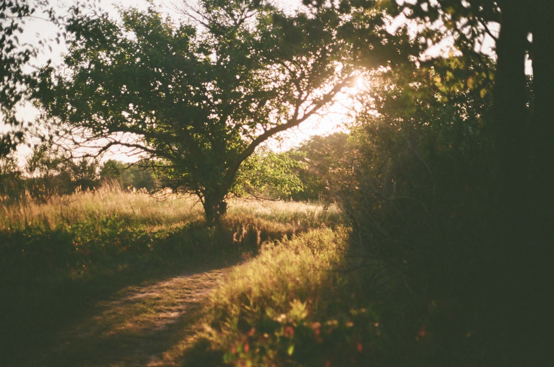 Peaceful natural landscape at sunset