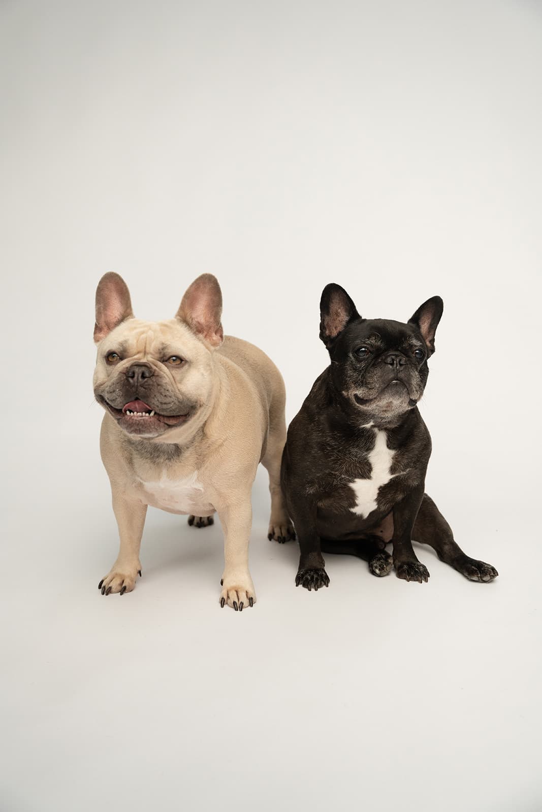 katherine weaver's french bulldogs'